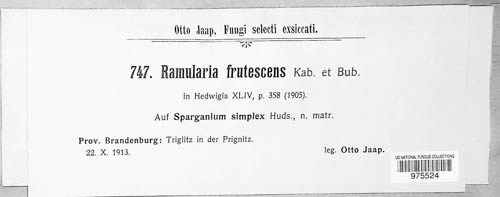 Ramularia frutescens image